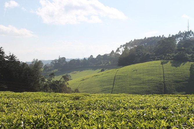 Day Tour To Kiambethu Tea Farm in Limuru - Walking through the indigenous forest