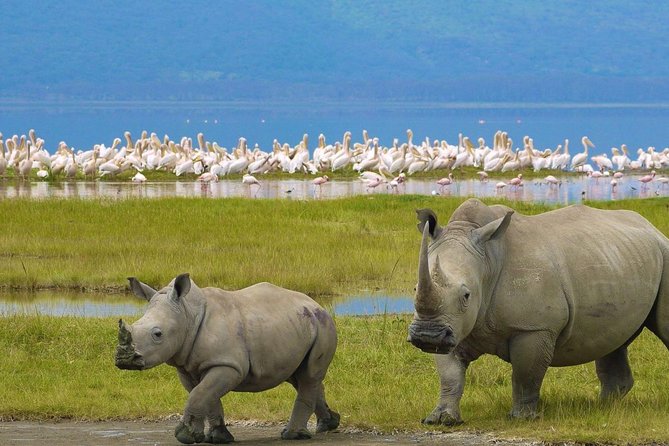 Day Tour To Lake Nakuru Park With Optional Boat Ride on Lake Naivasha - Lunch at Lake Nakuru Lodge