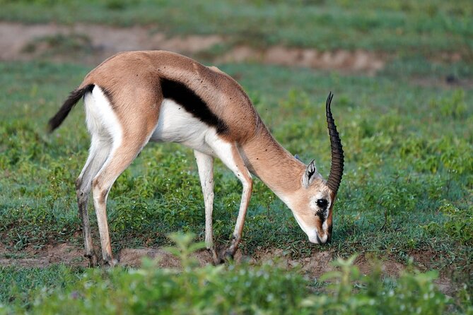 Day Tour To Lake Nakuru Park With Optional Boat Ride on Lake Naivasha - The one-hour Lake Naivasha boat ride