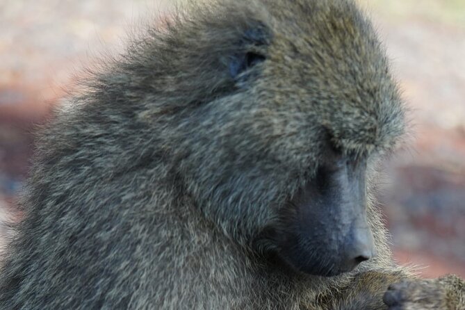 Day Tour To Lake Nakuru Park With Optional Boat Ride on Lake Naivasha - Private guide quality matters here