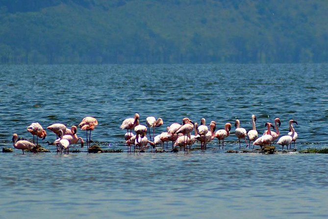 Day Tour To Lake Nakuru Park With Optional Boat Ride on Lake Naivasha - Lake Nakuru: more than flamingos