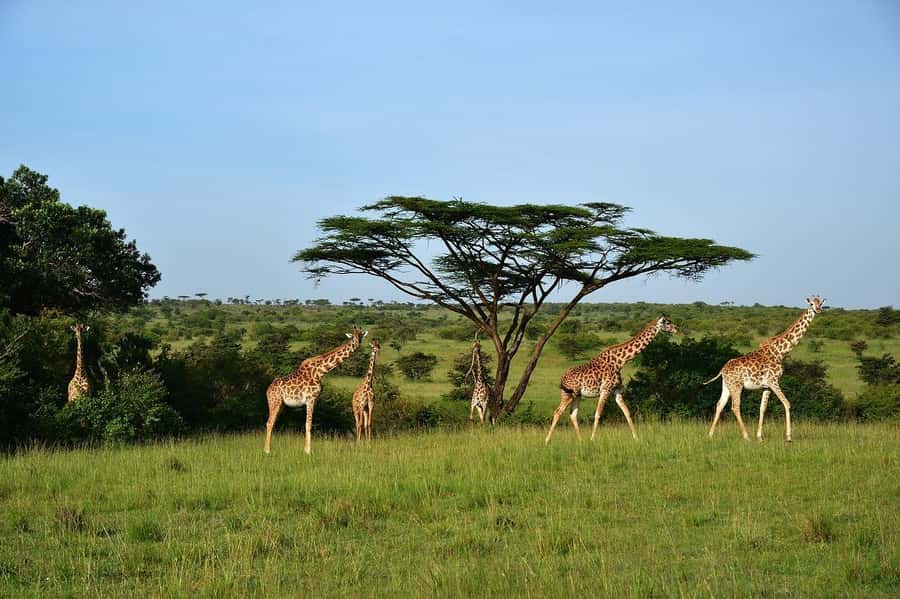 Day Tour to Maasai Mara & optional Maasai village visit - Key points to know before booking