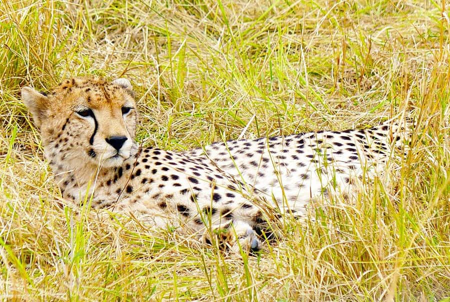 Day Tour to Maasai Mara & optional Maasai village visit - The real cost of a one-day Maasai Mara safari