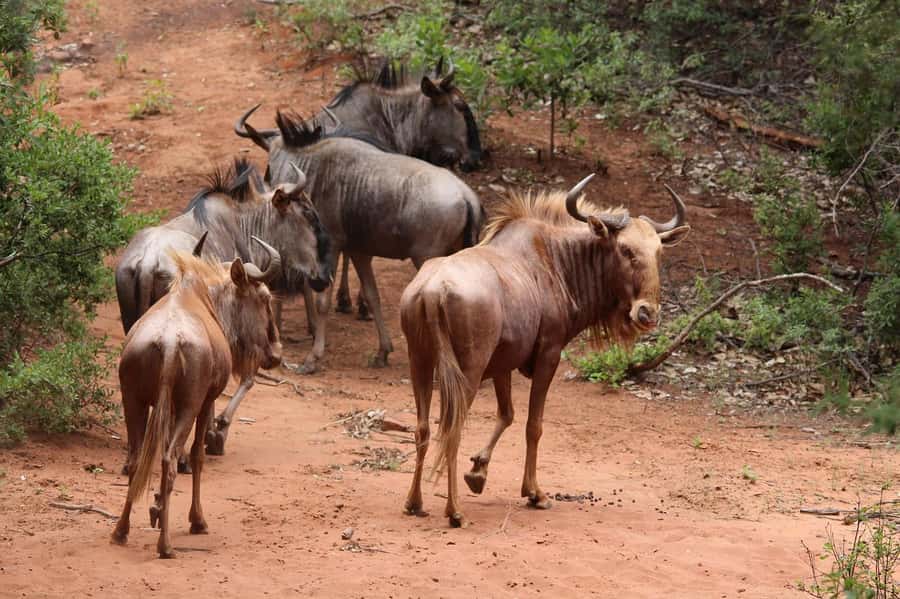 Day Tour to Maasai Mara & optional Maasai village visit - Five hours in the open Landcruiser