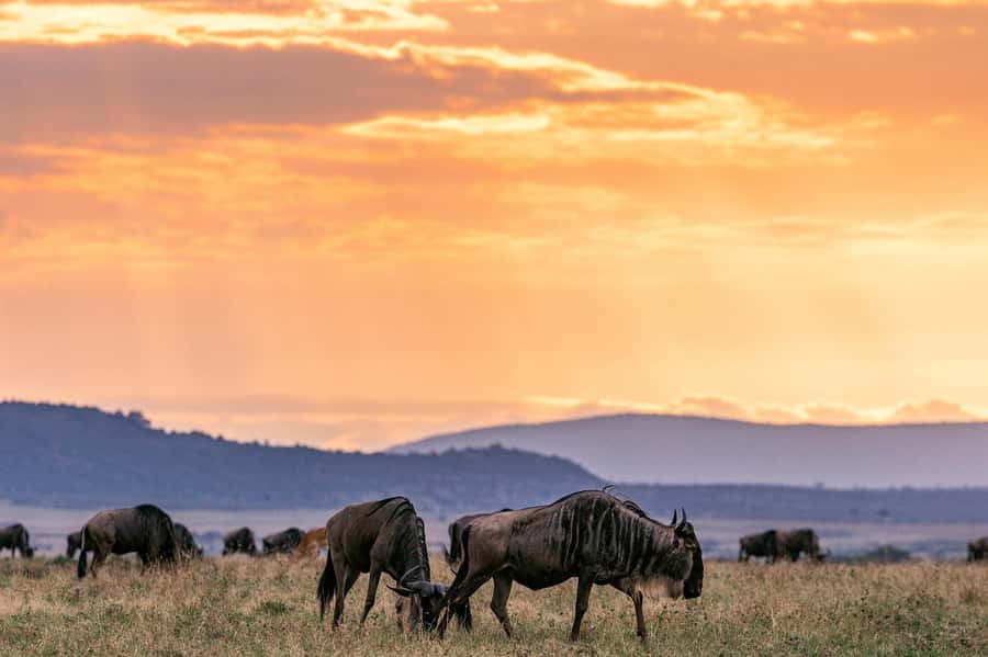 Day Tour to Maasai Mara & optional Maasai village visit - The optional Maasai village visit