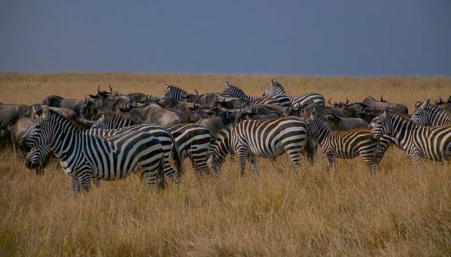 Day Tour to Maasai Mara & optional Maasai village visit - Leaving the reserve at 4:00 in the afternoon