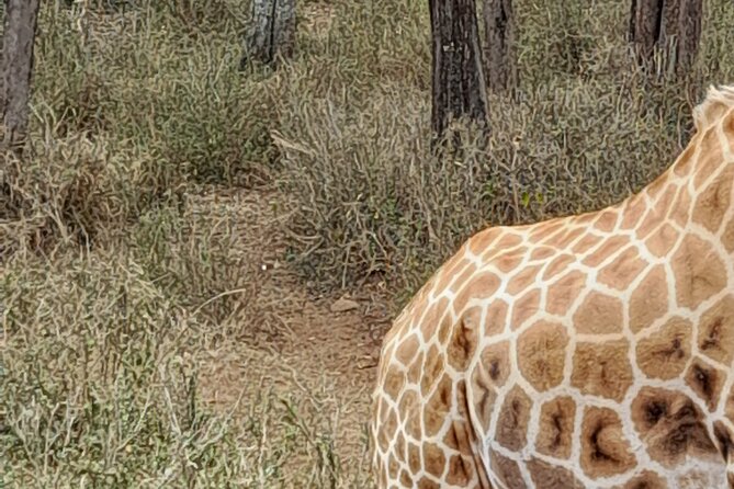 Day Tour to Nairobi national park, Elephants, and Giraffe Center - Lunch is separate and paid by you