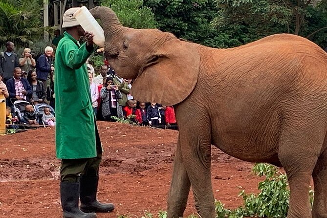 Day Tour to Nairobi national park, Elephants, and Giraffe Center - The real value at $52 plus fees