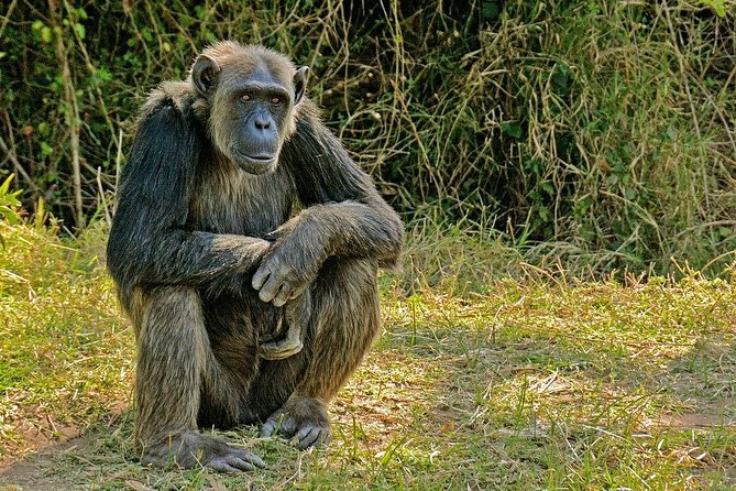 Day Tour to Ol Pejeta Conservancy - Morning game drive on Ol Pejeta’s northern side