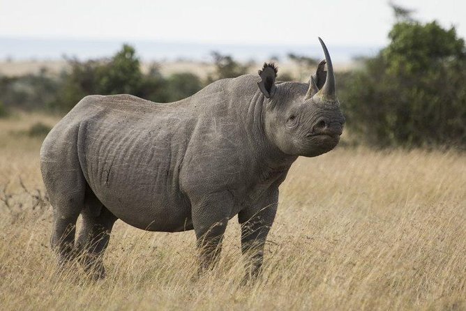 Day Tour to Ol Pejeta Conservancy - Afternoon drive, Baraka, and the northern white rhinos