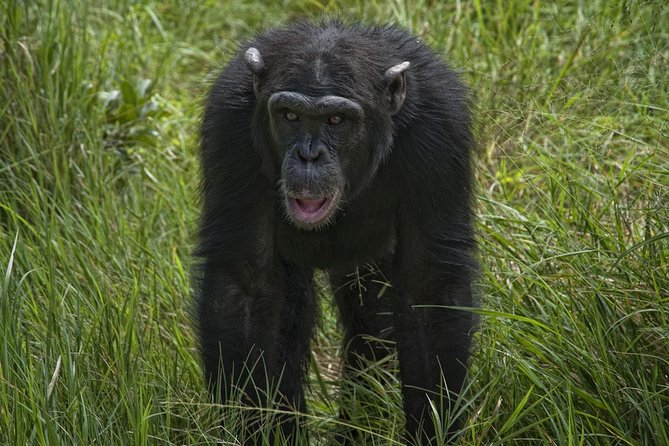 Day Tour to Ol Pejeta Conservancy - Price, private service, and overall value