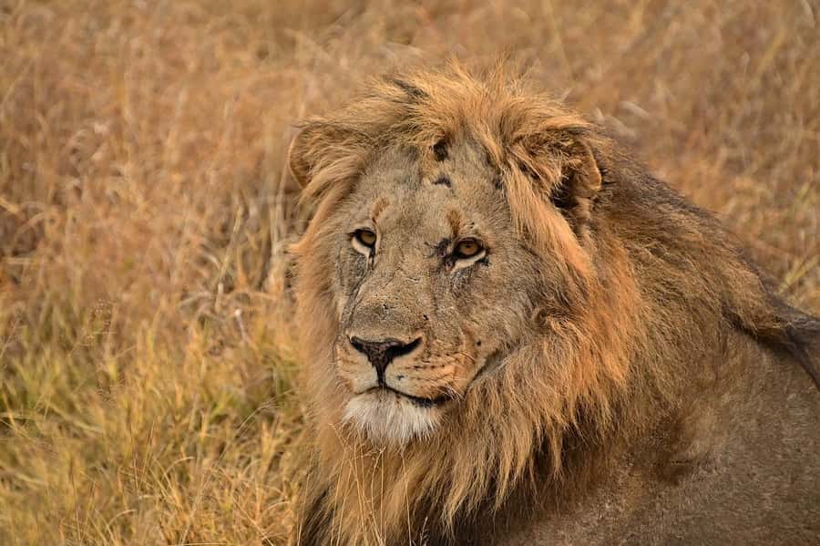 Day tour to Tsavo East National Park from Malindi/ Watamu - Searching for lions, leopards, and other predators