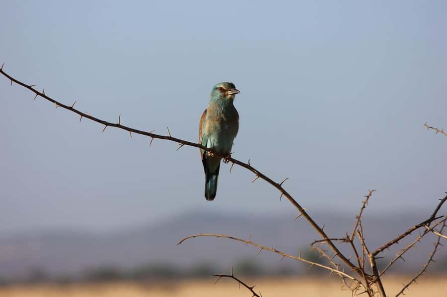 Day tour to Tsavo East National Park from Malindi/ Watamu - Is $389 good value?
