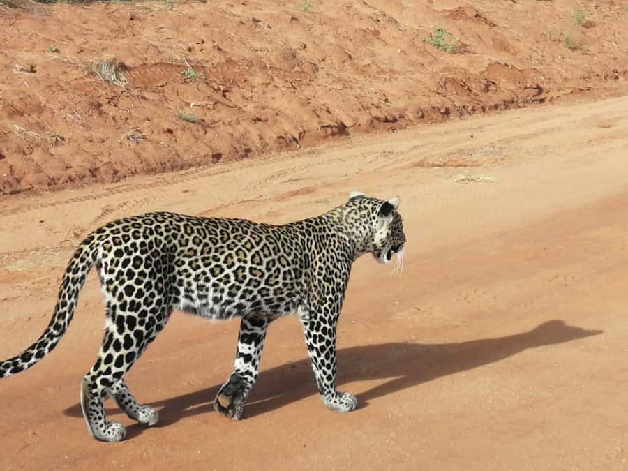 DAY TOUR TO TSAVO EAST NATIONAL PARK FROM MOMBASA/DIANI - Why Tsavo East works as a one-day safari