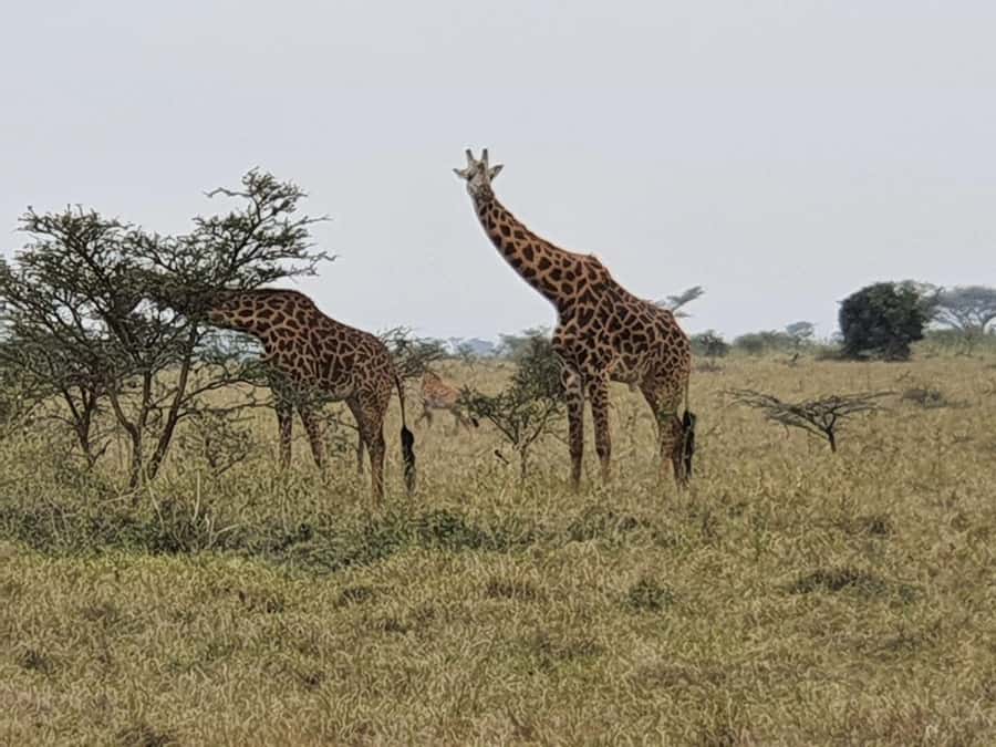 DAY TOUR TO TSAVO EAST NATIONAL PARK FROM MOMBASA/DIANI - The 5:00 am pickup from Mombasa, Diani, or Kilindini