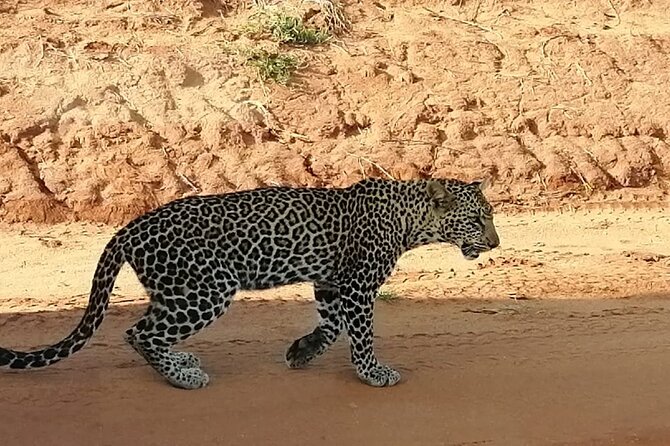 Day Tour to Tsavo East National Park from Mombasa or Diani - The 5:00 am Pickup and Road to the Park