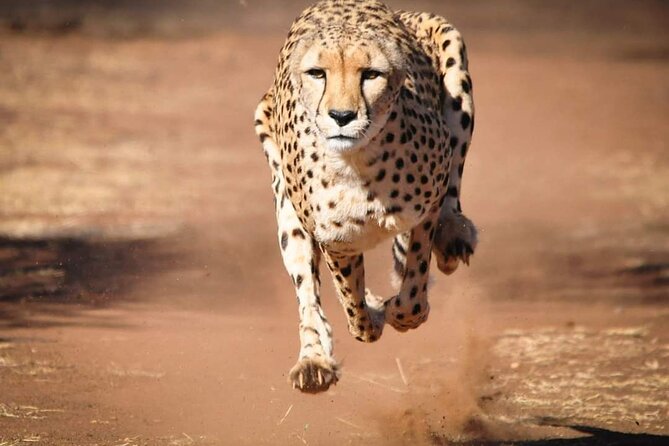 Day Tour to Tsavo East National Park from Mombasa or Diani - Lunch at Voi Safari Lodge