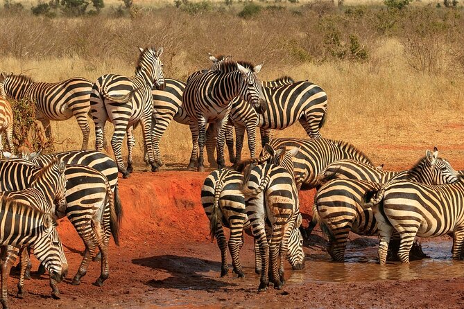 Day Tour to Tsavo East National Park from Mombasa or Diani - The Second Game Drive and the Big Five Question