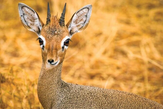 Day Tour to Tsavo East National Park from Mombasa or Diani - Transport, Timing, and Comfort