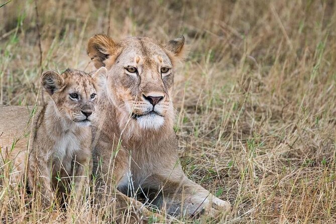 Day Tour to Tsavo East National Park from Mombasa or Diani - Is $280 Per Person Good Value?
