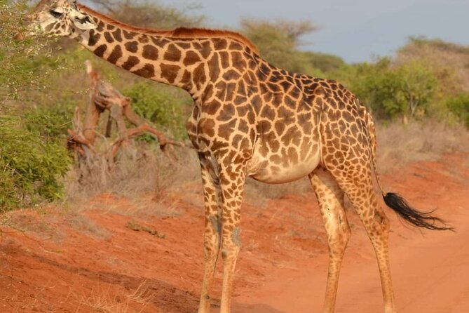 Day Tour to Tsavo East National Park from Mombasa or Diani - Bachuma Gate and the First Game Drive