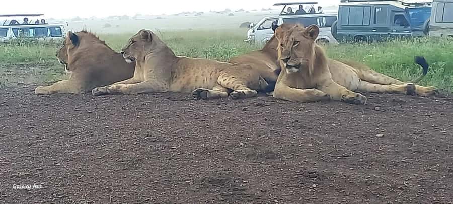 DAY TRIP AMBOSELI NATIONAL PARK FROM NAIROBI BUDGET SAFARI. - Key points about this Amboseli day safari
