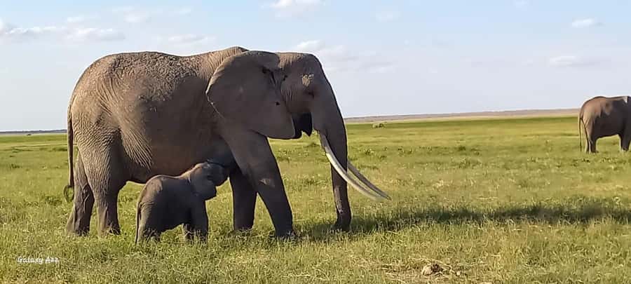 DAY TRIP AMBOSELI NATIONAL PARK FROM NAIROBI BUDGET SAFARI. - Four hours among Amboseli’s elephants