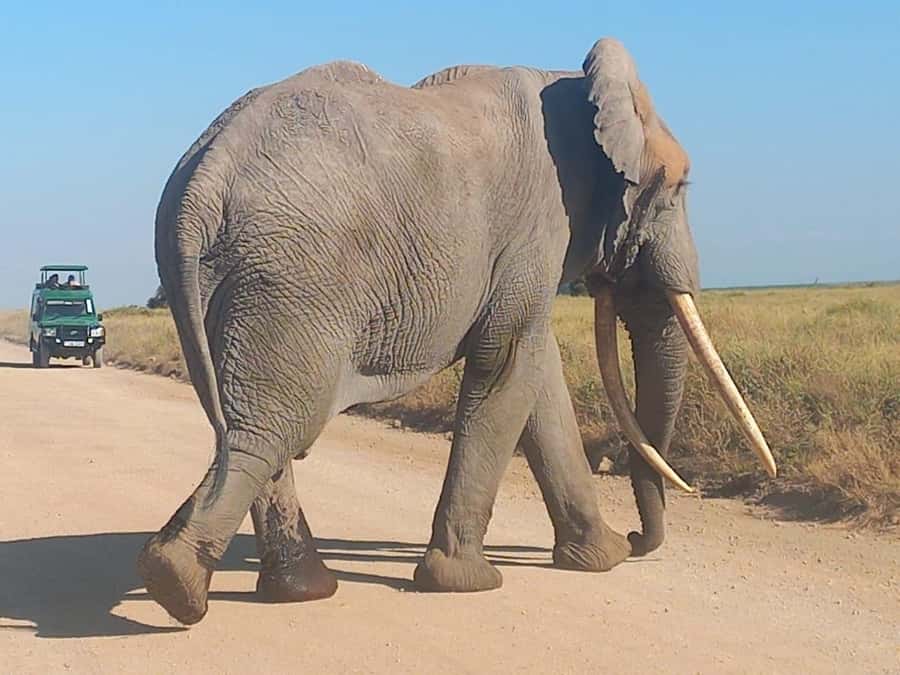 DAY TRIP AMBOSELI NATIONAL PARK FROM NAIROBI BUDGET SAFARI. - The Maasai village visit and what it adds