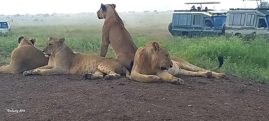 DAY TRIP AMBOSELI NATIONAL PARK FROM NAIROBI BUDGET SAFARI. - What the $170 price really buys you