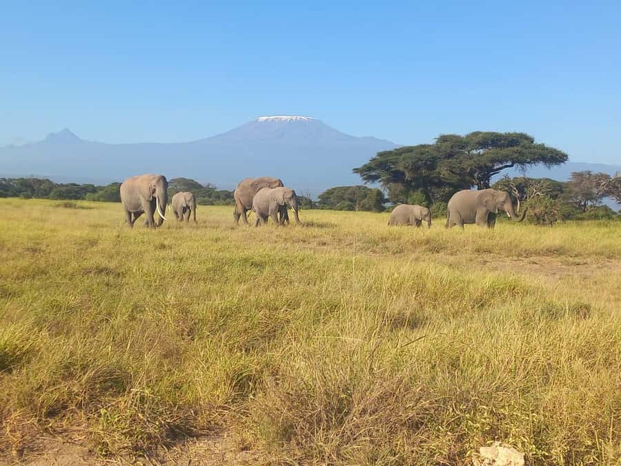DAY TRIP AMBOSELI NATIONAL PARK FROM NAIROBI BUDGET SAFARI. - The guides and the small details that matter