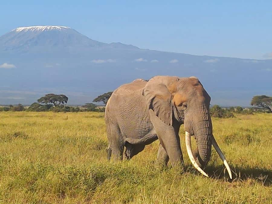 DAY TRIP AMBOSELI NATIONAL PARK FROM NAIROBI BUDGET SAFARI. - Who should book this day trip?