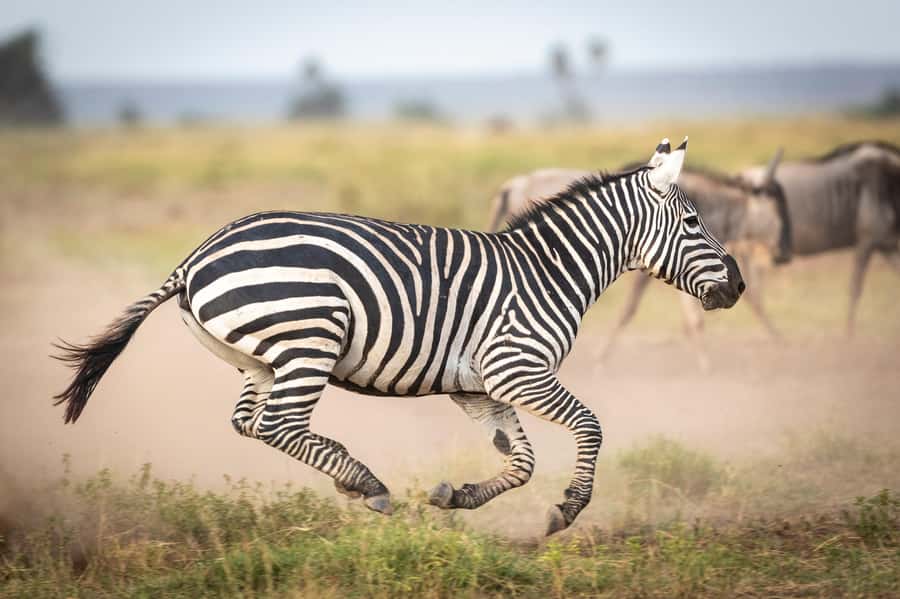 Day Trip: Amboseli National Park & Maasai Village – Nairobi - Key things to know before booking