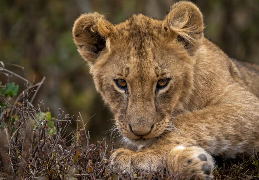 Day Trip: Amboseli National Park & Maasai Village – Nairobi - Why Amboseli works as a one-day safari from Nairobi