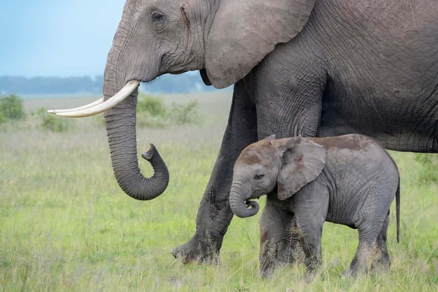Day Trip: Amboseli National Park & Maasai Village – Nairobi - Five hours of game viewing in Amboseli