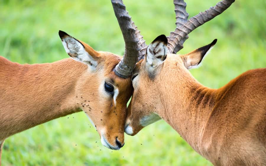 Day Trip: Amboseli National Park & Maasai Village – Nairobi - The traditional Maasai village visit