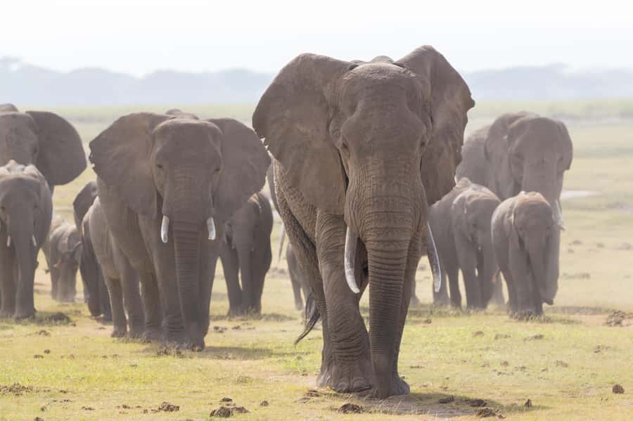 Day Trip: Amboseli National Park & Maasai Village – Nairobi - The ride back to Nairobi