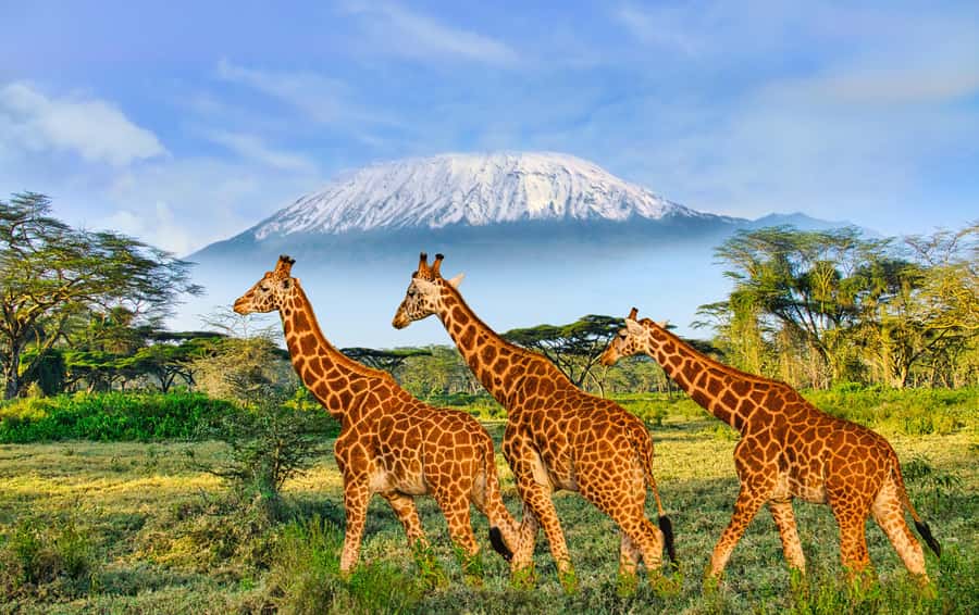 Day Trip: Amboseli National Park & Maasai Village – Nairobi - Guide quality can shape the whole day