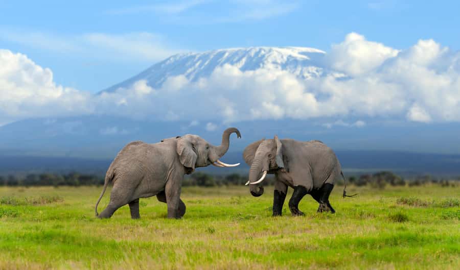Day Trip: Amboseli National Park & Maasai Village – Nairobi - The early Nairobi pickup and long ride south