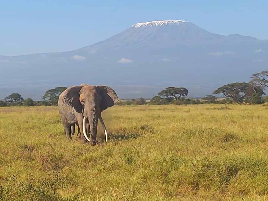 DAY TRIP AMBOSELI PARK FROM NAIROBI AND MASAI VILLAGE. - Key points to know before booking