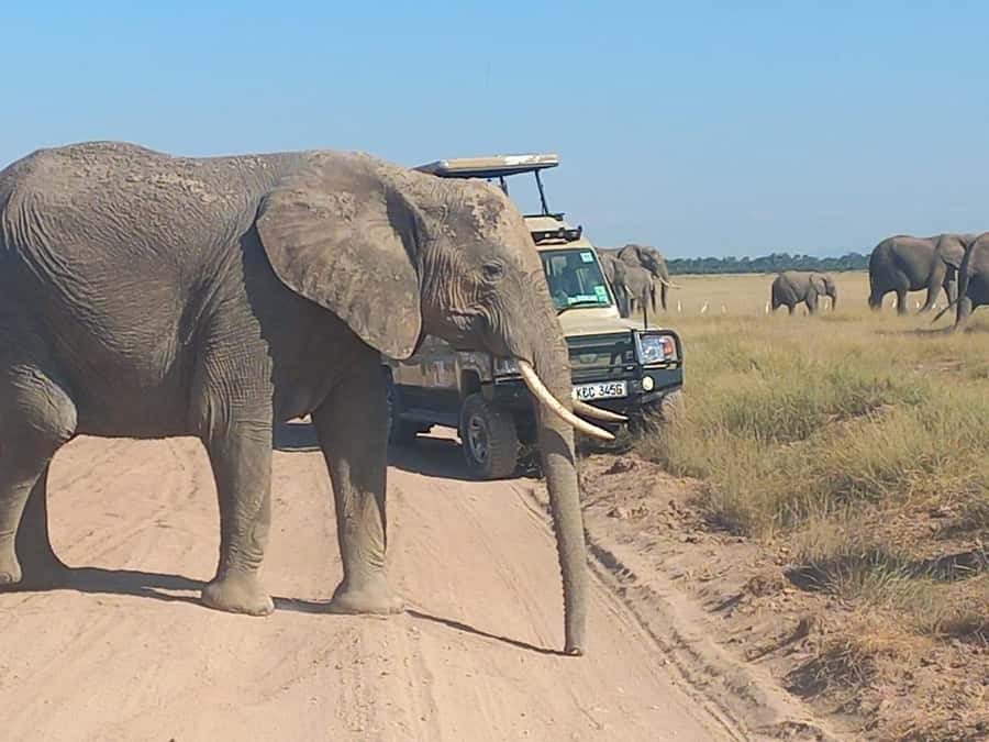 DAY TRIP AMBOSELI PARK FROM NAIROBI AND MASAI VILLAGE. - Why Amboseli works as a Nairobi day trip