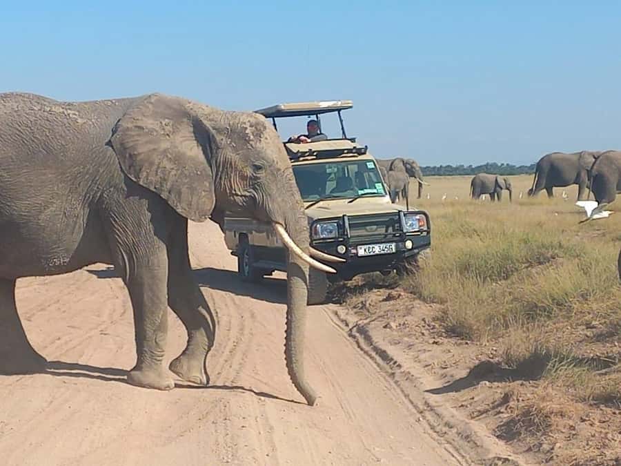 DAY TRIP AMBOSELI PARK FROM NAIROBI AND MASAI VILLAGE. - Lunch and the break in the middle of the day
