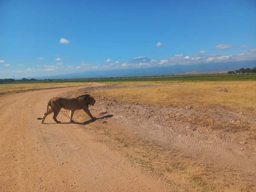DAY TRIP AMBOSELI PARK FROM NAIROBI AND MASAI VILLAGE. - A 1.5-hour Maasai village visit