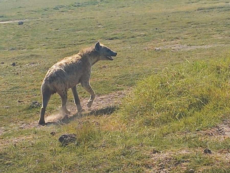 DAY TRIP AMBOSELI PARK FROM NAIROBI AND MASAI VILLAGE. - The return to Nairobi and the real time commitment