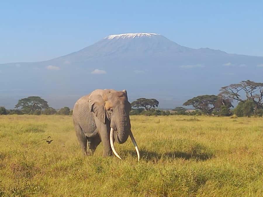 DAY TRIP AMBOSELI PARK FROM NAIROBI AND MASAI VILLAGE. - The four-hour journey from Nairobi