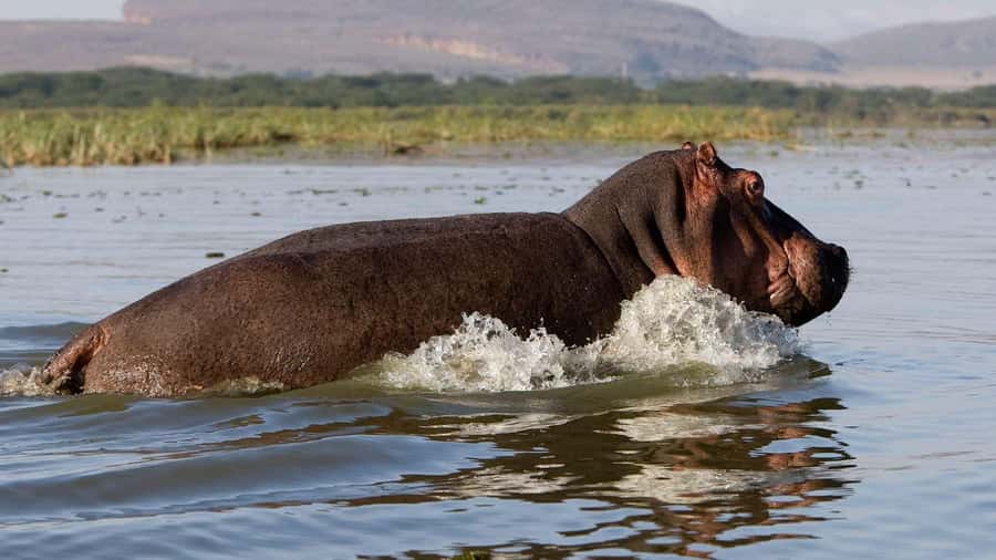 Day Trip: Hell's Gate Bike Ride & Lake Naivasha Boat Ride - Key points to know before booking