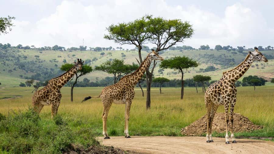 Day Trip: Hell's Gate Bike Ride & Lake Naivasha Boat Ride - What the $34 price really buys