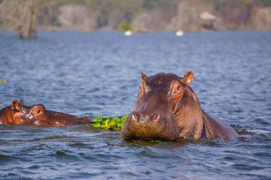 Day trip lake Naivasha and Hells gate - Lake Naivasha by boat, with hippos below