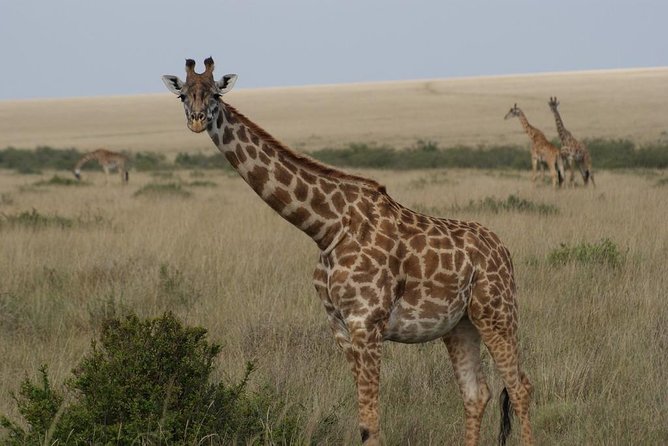 Day trip - Lake Nakuru National Park Tour From Nairobi - Rhinos: the park’s strongest wildlife card