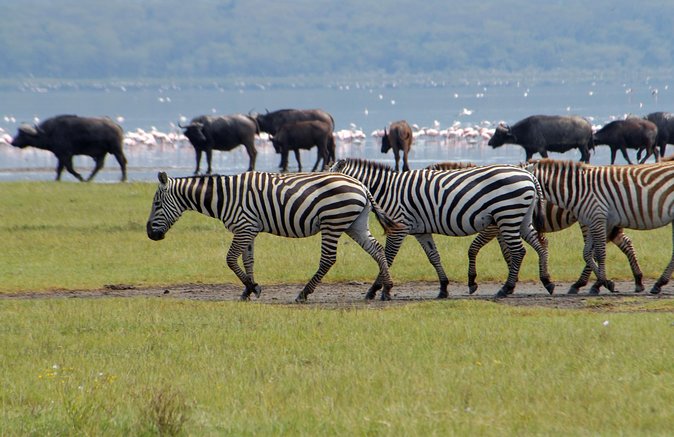 Day trip - Lake Nakuru National Park Tour From Nairobi - Lions, giraffes, buffalo, and the rest of the park