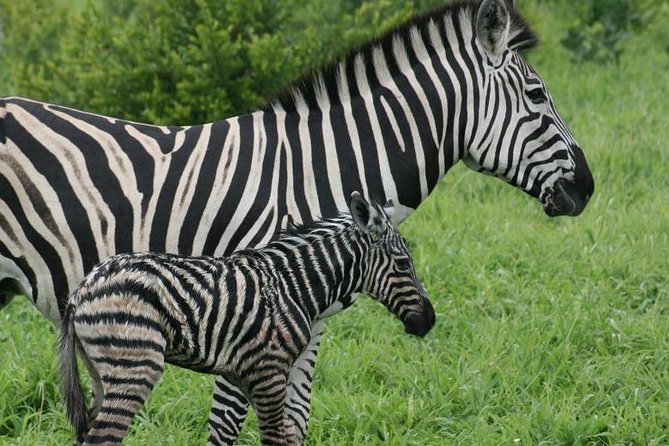 Day trip - Lake Nakuru National Park Tour From Nairobi - What the $130 price really includes